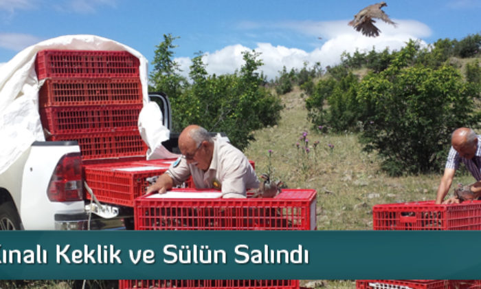 Doğaya Kınalı Keklik ve Sülün Salındı