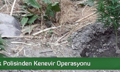 Osmancık Polisinden Kenevir Operasyonu