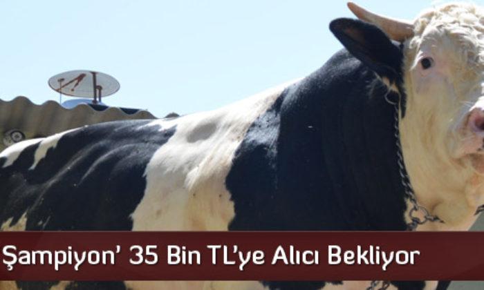 Boğaların ‘Şampiyon’u Çorum’dan Çıktı