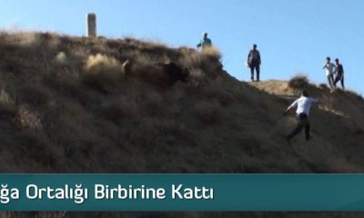 Kaçan Boğa Ortalığı Birbirine Kattı