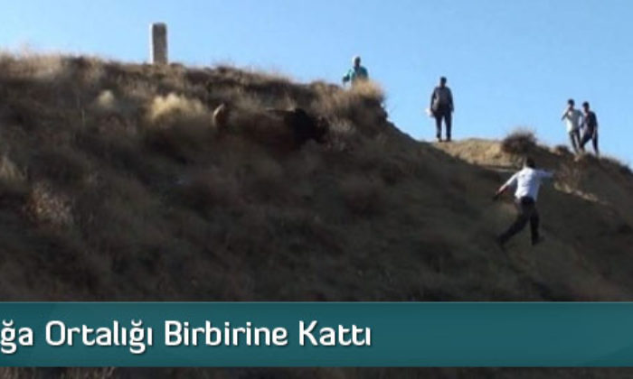 Kaçan Boğa Ortalığı Birbirine Kattı