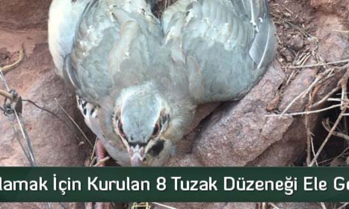 Keklik Avlama Tuzakları Ele Geçirildi