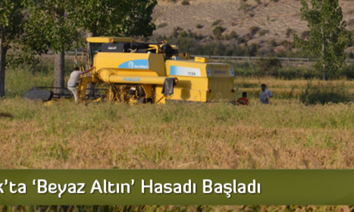 Beyaz Altın” Hasadı Başladı