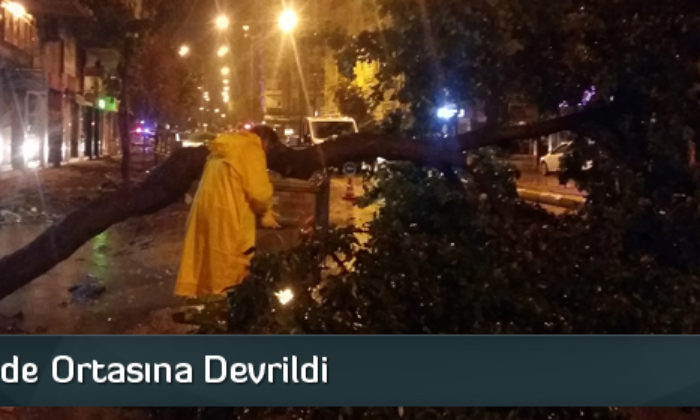 Ağaç Cadde Ortasına Devrildi
