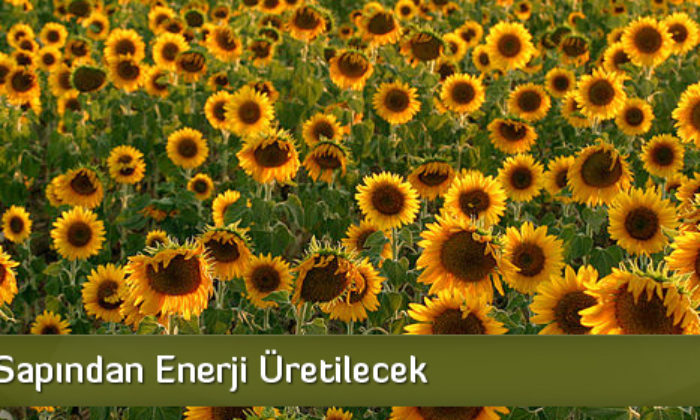 Ayçiçeği Sapından Enerji Üretilecek