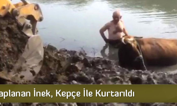Bataklığa Saplanan İnek Kepçeyle Kurtarıldı