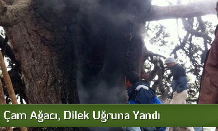 700 Yıllık Çam Ağacı, Dilek Uğruna Yandı