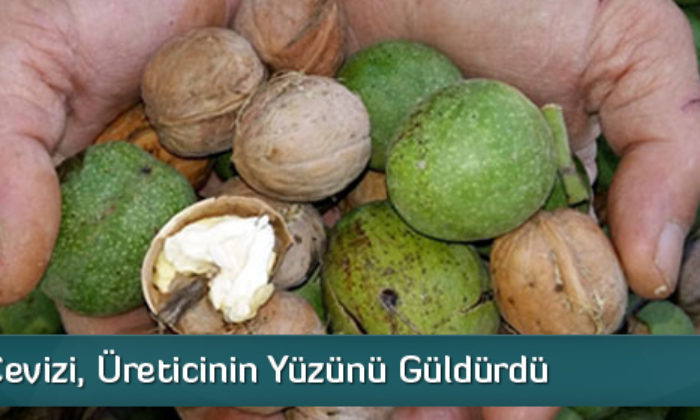 Oğuzlar Cevizi, Üreticinin Yüzünü Güldürdü