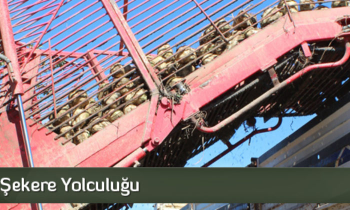 Pancarın Şekere Yolculuğu