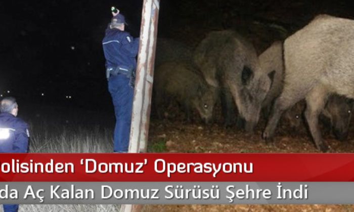 Çorum Polisinden Domuz Operasyonu