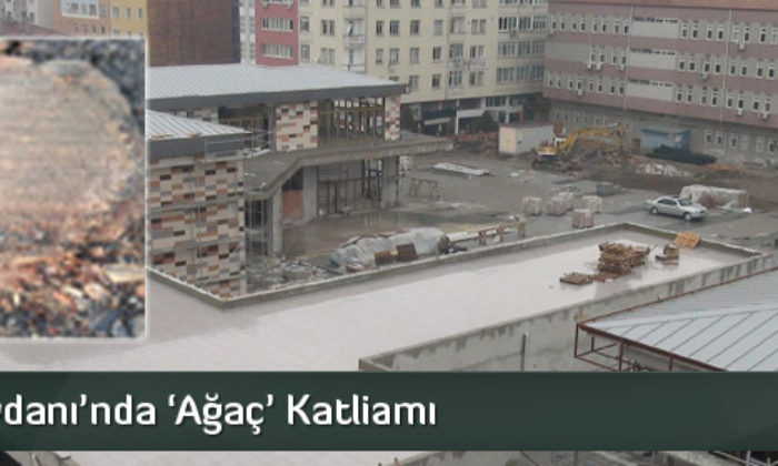 Kent Meydanı’nda ‘Ağaç’ Katliamı