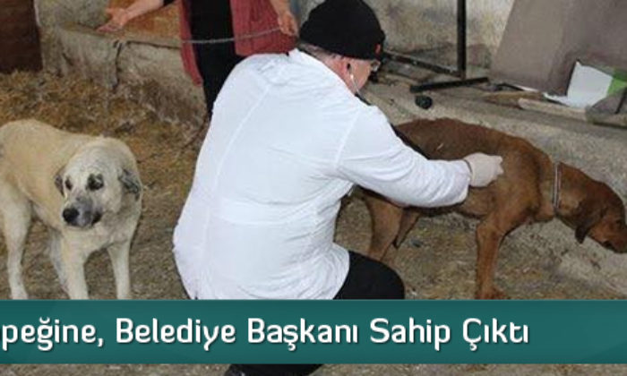 Sokak Köpeğine, Belediye Başkanı Sahip Çıktı