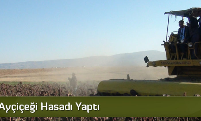 Vali Kılıç Ayçiçeği Hasadı Yaptı