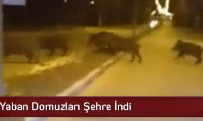 Aç Kalan Yaban Domuzları Şehre İndi