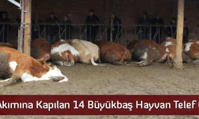 Elektrik Akımına Kapılan Hayvanlar Telef Oldu