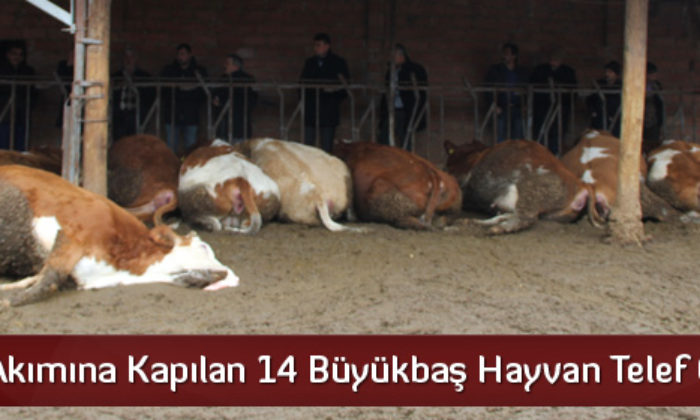 Elektrik Akımına Kapılan Hayvanlar Telef Oldu