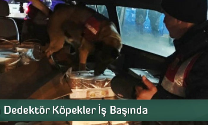 Jandarma Dedektör Köpekler İş Başında
