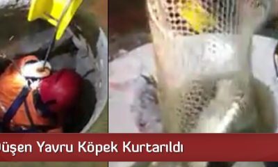 Kuyuya Düşen Yavru Köpek Kurtarıldı