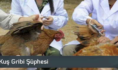 Alaca’da Kuş Gribi Şüphesi
