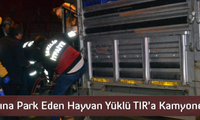 Hayvan Yüklü TIR’a Kamyonet Çarptı