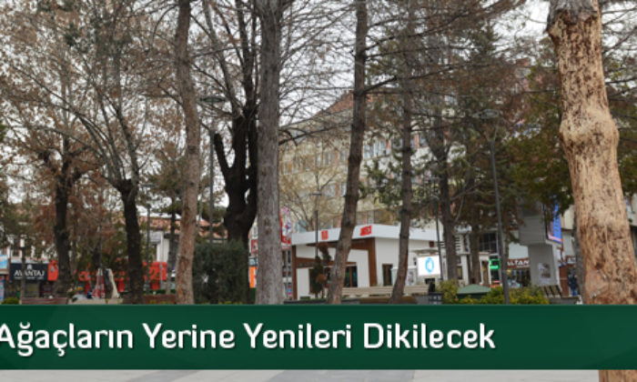 Kuruyan Ağaçların Yerine Yenileri Dikilecek