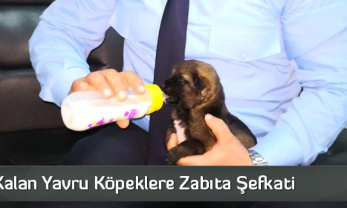 Annesiz Kalan Yavru Köpeklere Zabıta Şefkati