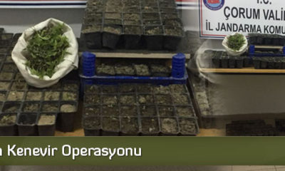 Çorum’da Kenevir Operasyonu