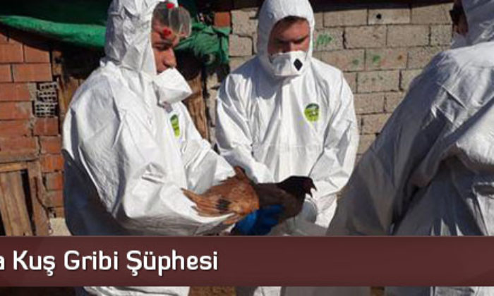 Çorum’da Kuş Gribi Şüphesi