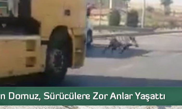 Şehre İnen Domuz, Sürücülere Zor Anlar Yaşattı