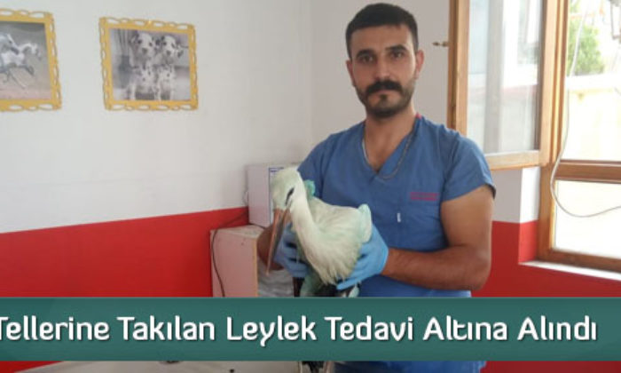  Elektrik Tellerine Takılan Leylek Tedavi Altına Alındı  