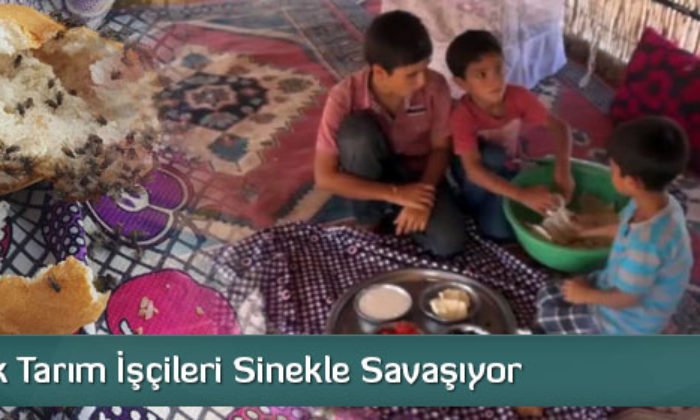 Mevsimlik Tarım İşçileri Sinekle Savaşıyor