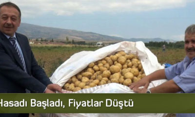 Patates Hasadı Başladı, Fiyatlar Düştü