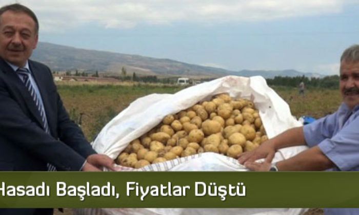 Patates Hasadı Başladı, Fiyatlar Düştü