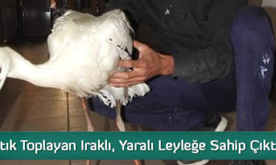Çöpten Atık Toplayan Iraklı, Yaralı Leyleğe Sahip Çıktı