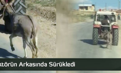 Eşeği Traktörün Arkasına Sürükledi