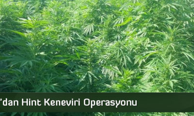 Jandarma’dan Hint Keneviri Operasyonu