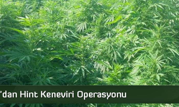 Jandarma’dan Hint Keneviri Operasyonu