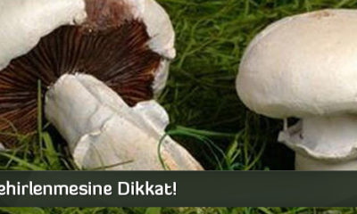 Mantar Zehirlenmesine Dikkat!