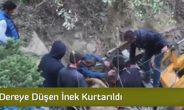Dereye Düşen İnek Kurtarıldı