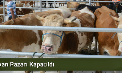 Hayvan Pazarı Kapatıldı