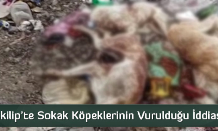 İskilip’te Sokak Köpeklerinin Vurulduğu İddiası!