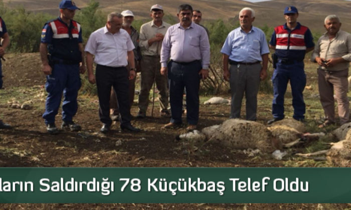 Kurtların Saldırdığı 78 Küçükbaş Telef Oldu