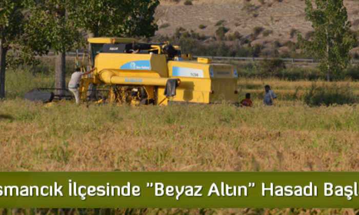 Osmancık İlçesinde “Beyaz Altın” Hasadı Başladı
