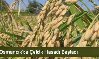 Osmancık’ta Çeltik Hasadı Başladı