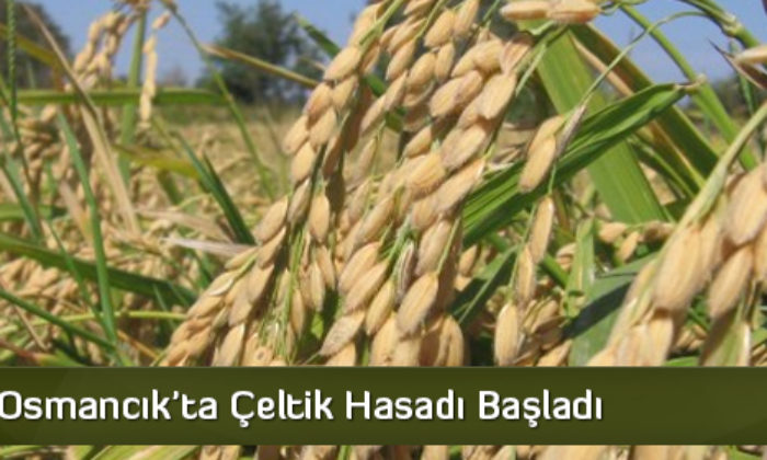 Osmancık’ta Çeltik Hasadı Başladı