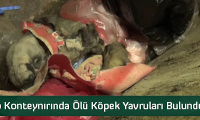 Çöp Konteynırında Ölü Köpek Yavruları Bulundu