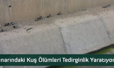 Kuş Ölümleri Tedirginlik Yaratıyor