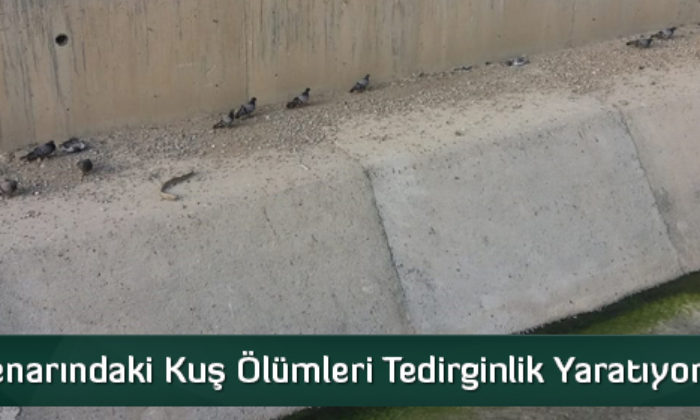 Kuş Ölümleri Tedirginlik Yaratıyor