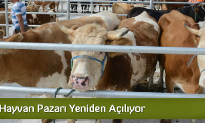 Hayvan Pazarı Yeniden Açılıyor
