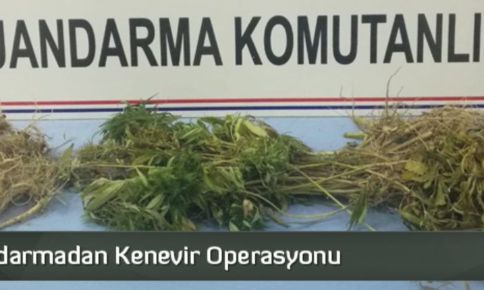 Jandarmadan Kenevir Operasyonu